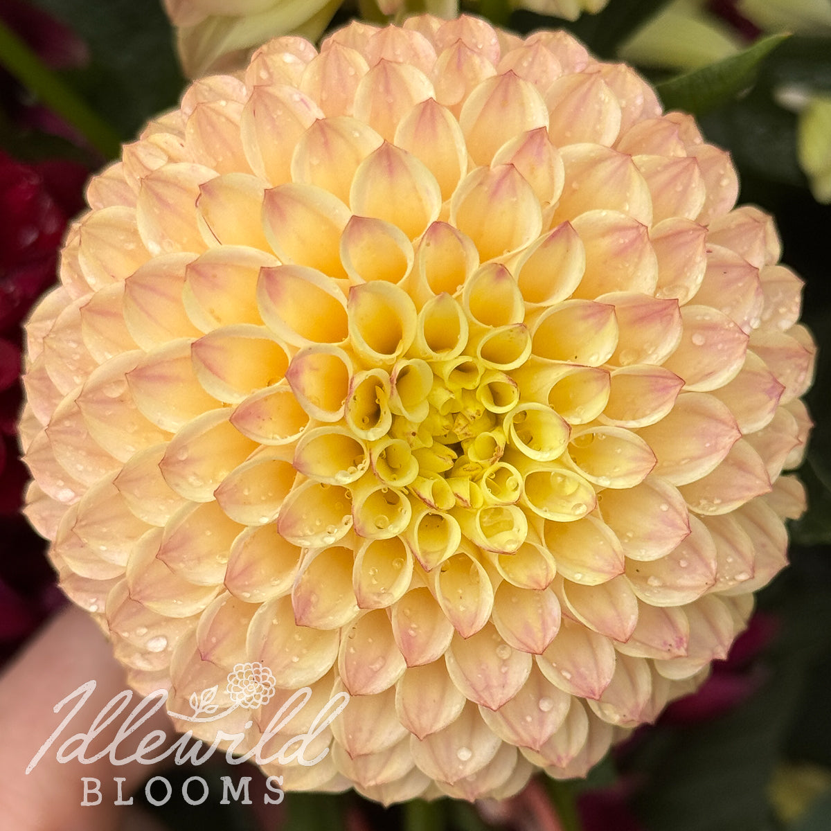 Hollyhill Bashful dahlia tuber, Hollyhill Bashful dahlia bulb, Hollyhill Bashful dahlia flower