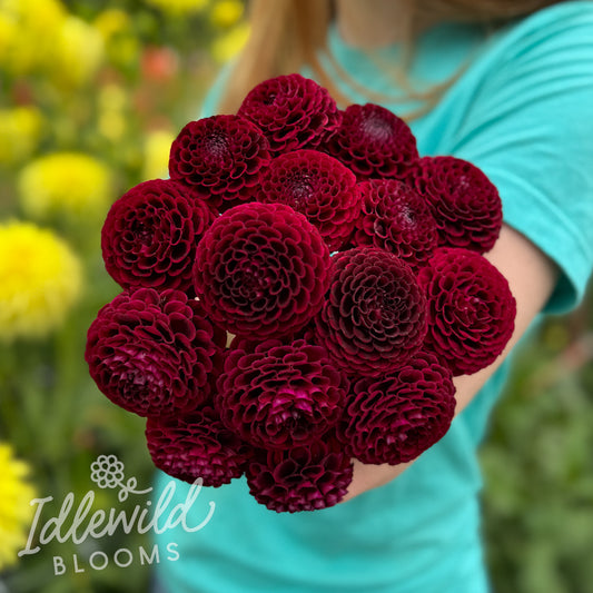 Hollyhill Black Cherry dahlia bouquet, Hollyhill Black Cherry  dahlia tubers, Hollyhill Black Cherry dahlia bulbs