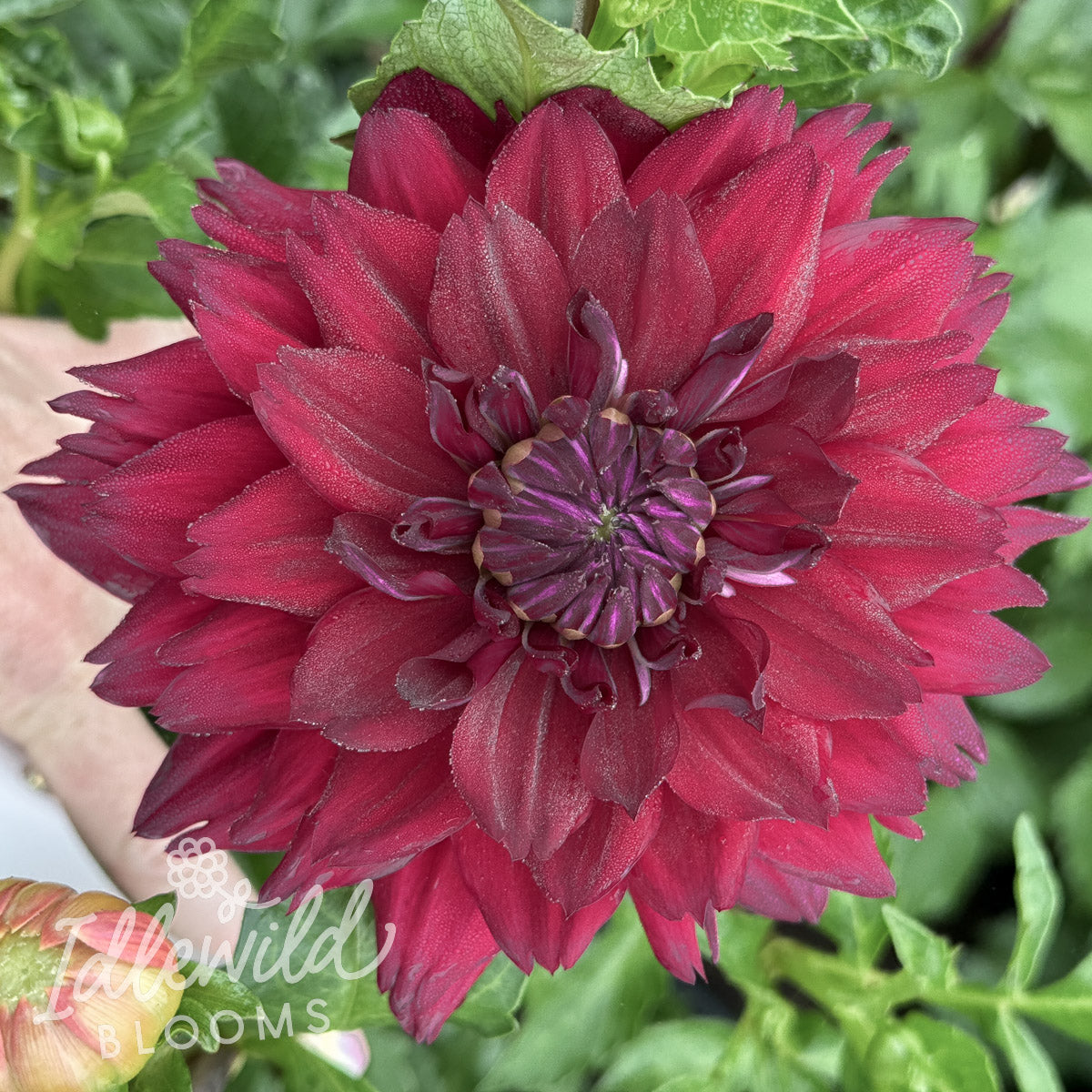 Hollyhill Black Widow dahlia tuber, Hollyhill Black Widow dahlia flower, Hollyhill Black Widow dahlia bulb