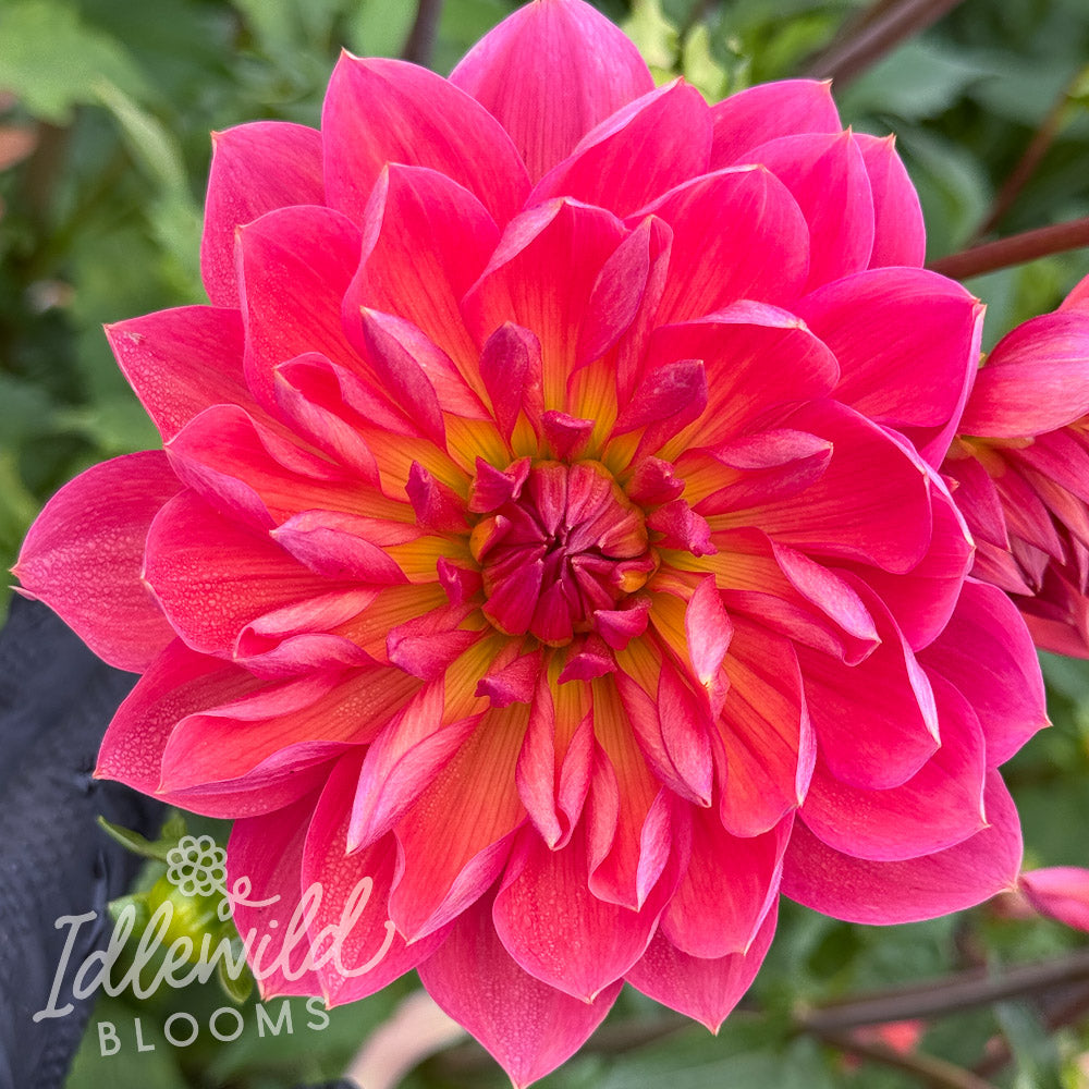 Hollyhill Daydream dahlia tuber, Hollyhill Daydream dahlia flower, Hollyhill Daydream dahlia bulb