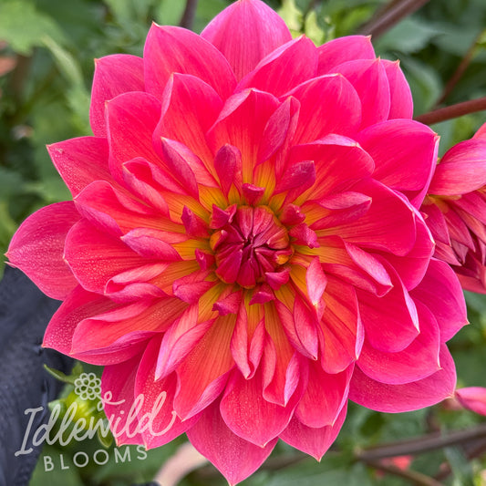 Hollyhill Daydream dahlia tuber, Hollyhill Daydream dahlia flower, Hollyhill Daydream dahlia bulb
