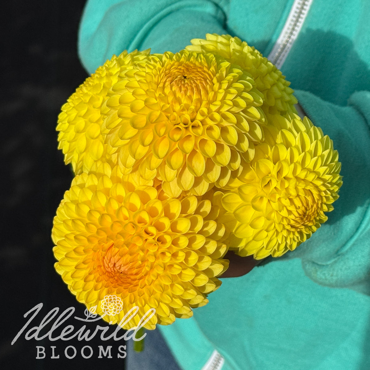 Hollyhill Golden Boy dahlia tubers. This yellow, formal decorative, 2" to 4" dahlia was introduced by Ted Kennedy in 2019. 