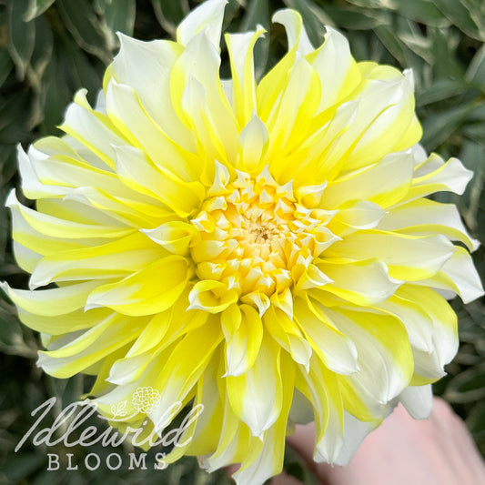 Hollyhill Lemon Ice dahlia tuber, Hollyhill Lemon Ice dahlia flower, Hollyhill Lemon Ice dahlia bulb