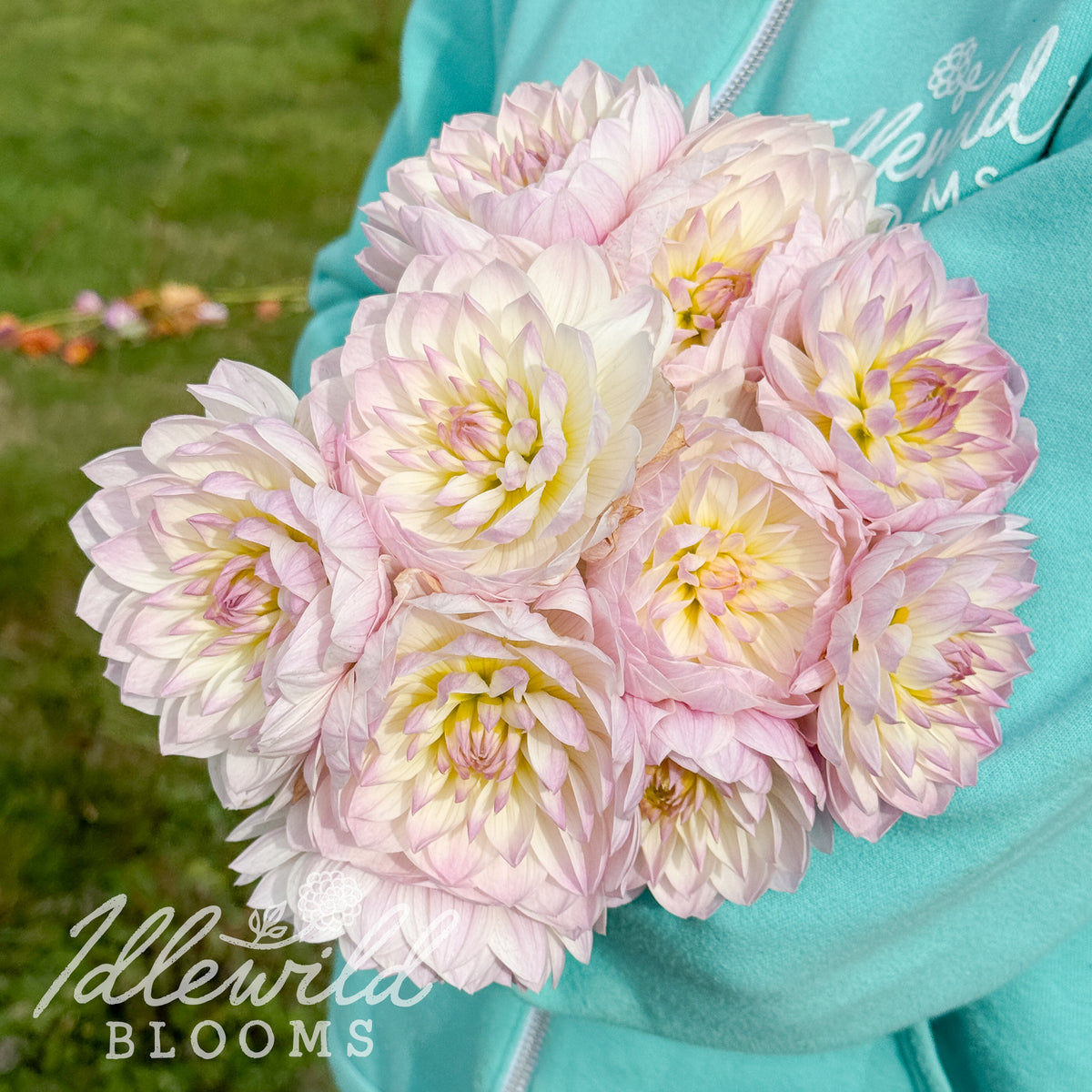 Hollyhill Lilibet dahlia tubers. This white, waterlily, over 2" dahlia was introduced by Ted Kennedy in 2023.