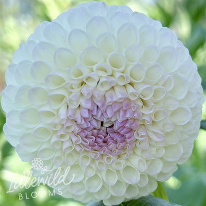 Hollyhill Miss White dahlia tuber, Hollyhill Miss White dahlia bulb, Hollyhill Miss White dahlia flower