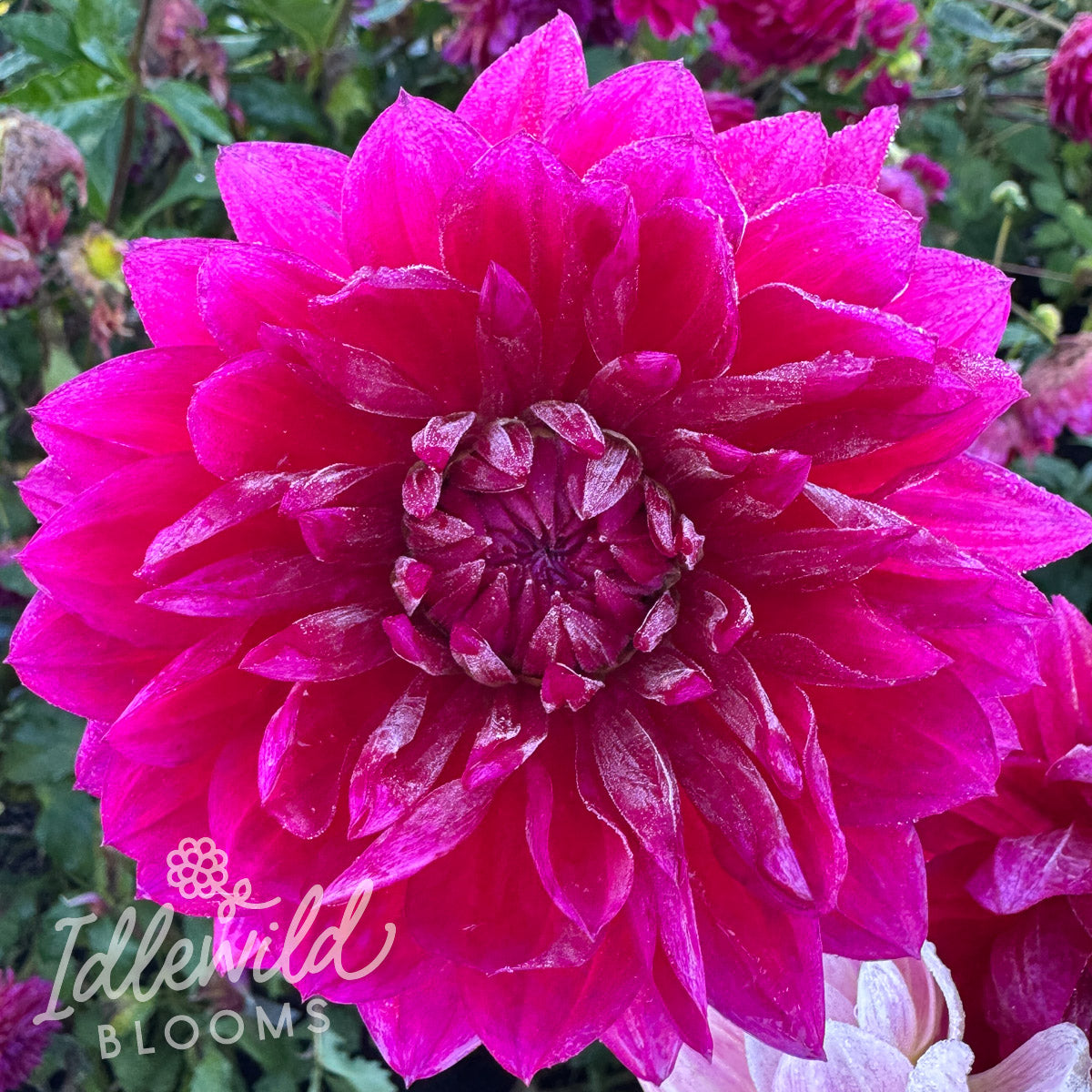 Hollyhill Pandora dahlia tuber, Hollyhill Pandora dahlia flower, Hollyhill Pandora dahlia bulb