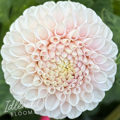 Hollyhill Pink Pearl dahlia tuber, Hollyhill Pink Pearl dahlia flower, Hollyhill Pink Pearl dahlia bulb