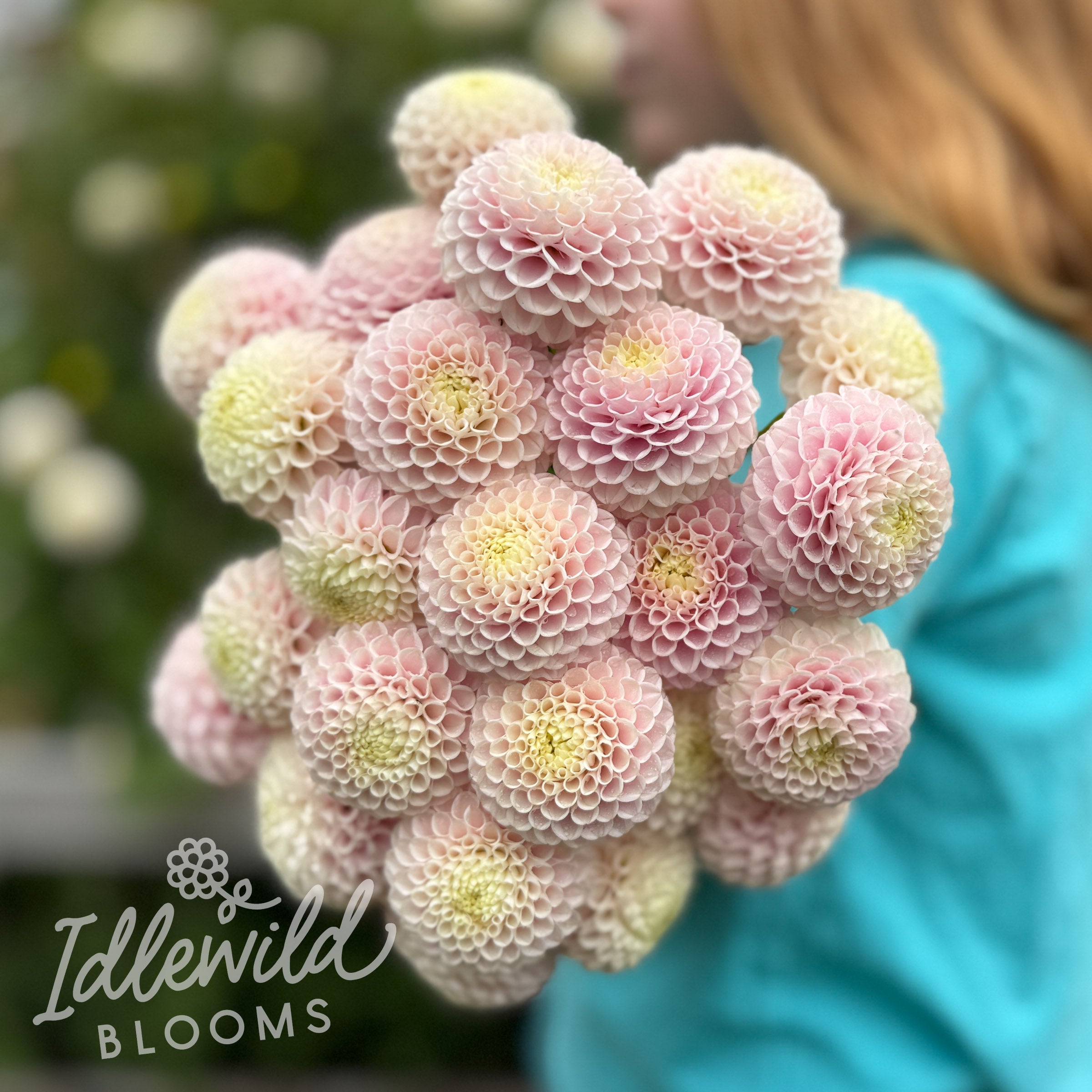Hollyhill Pink Pearl Dahlia Tuber | Hollyhill Pink Pearl Flower