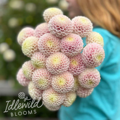 Hollyhill Pink Pearl dahlia tubers, Hollyhill Pink Pearl dahlia bouquet, Hollyhill Pink Pearl dahlia bulbs