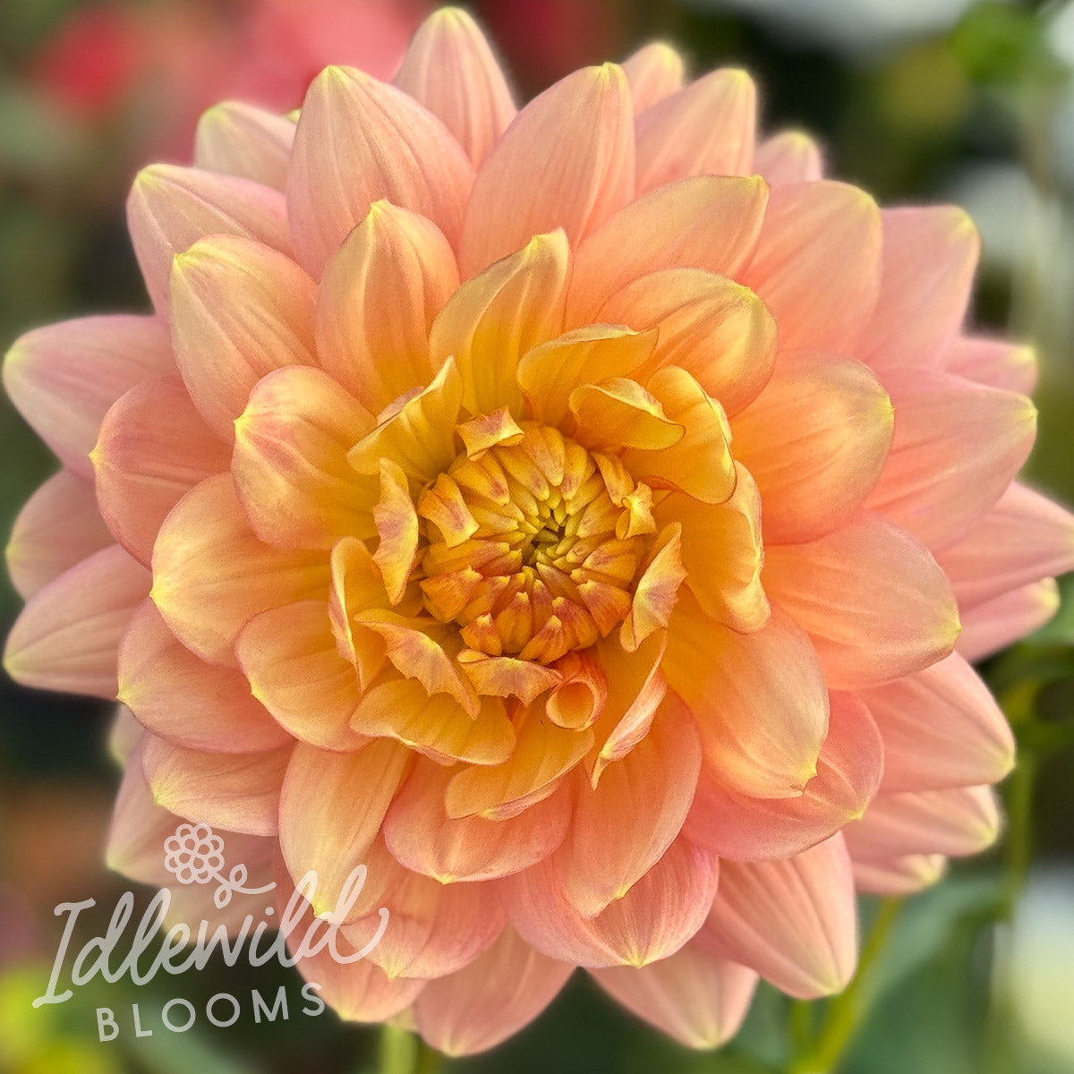 Hollyhill Serenity dahlia tuber, Hollyhill Serenity dahlia flower, Hollyhill Serenity dahlia bulb