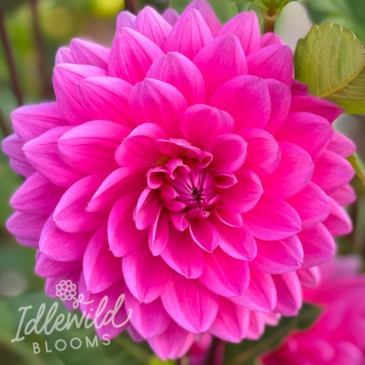 Hollyhill Sweet 16 dahlia tuber, Hollyhill Sweet 16 dahlia flower, Hollyhill Sweet 16 dahlia bulb