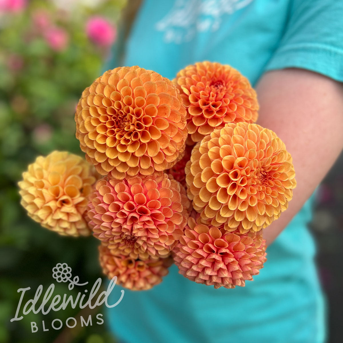 Spring Suntan Hy Suntan Dahlia Tuber | Hy Suntan Flower Bulb & Information – Idlewild ...