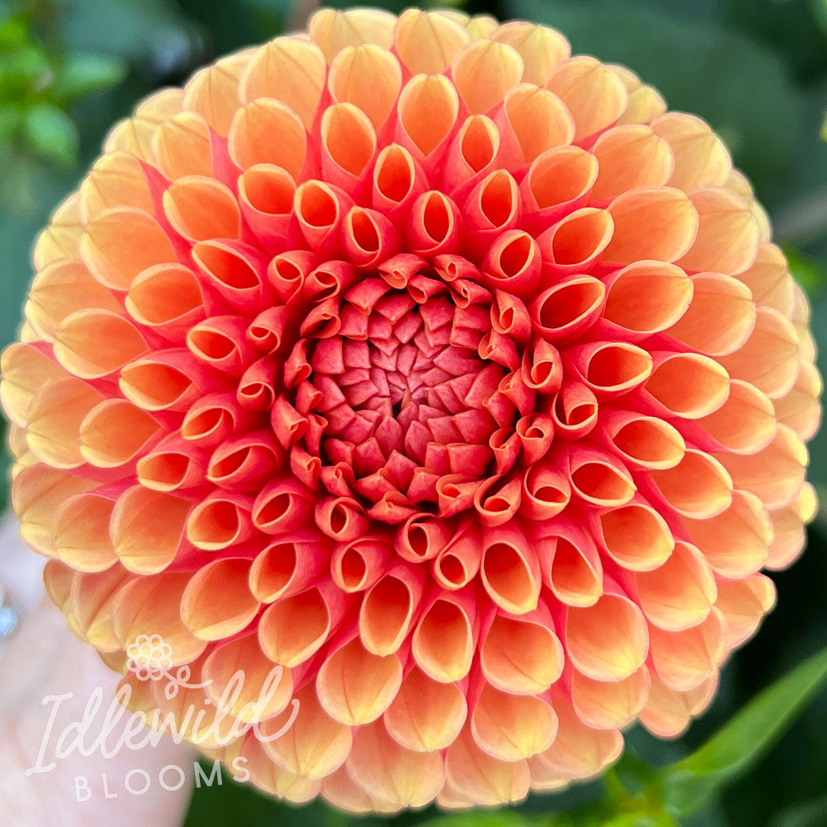 Spring Suntan Hy Suntan Dahlia Tuber | Hy Suntan Flower Bulb & Information