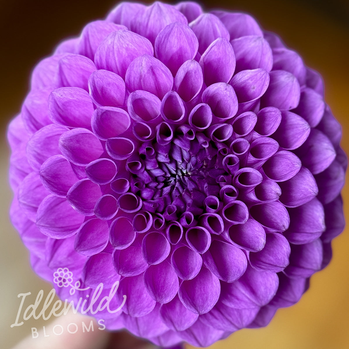 Idlewild Blooms Anne's Diamond Dahlia Tuber
