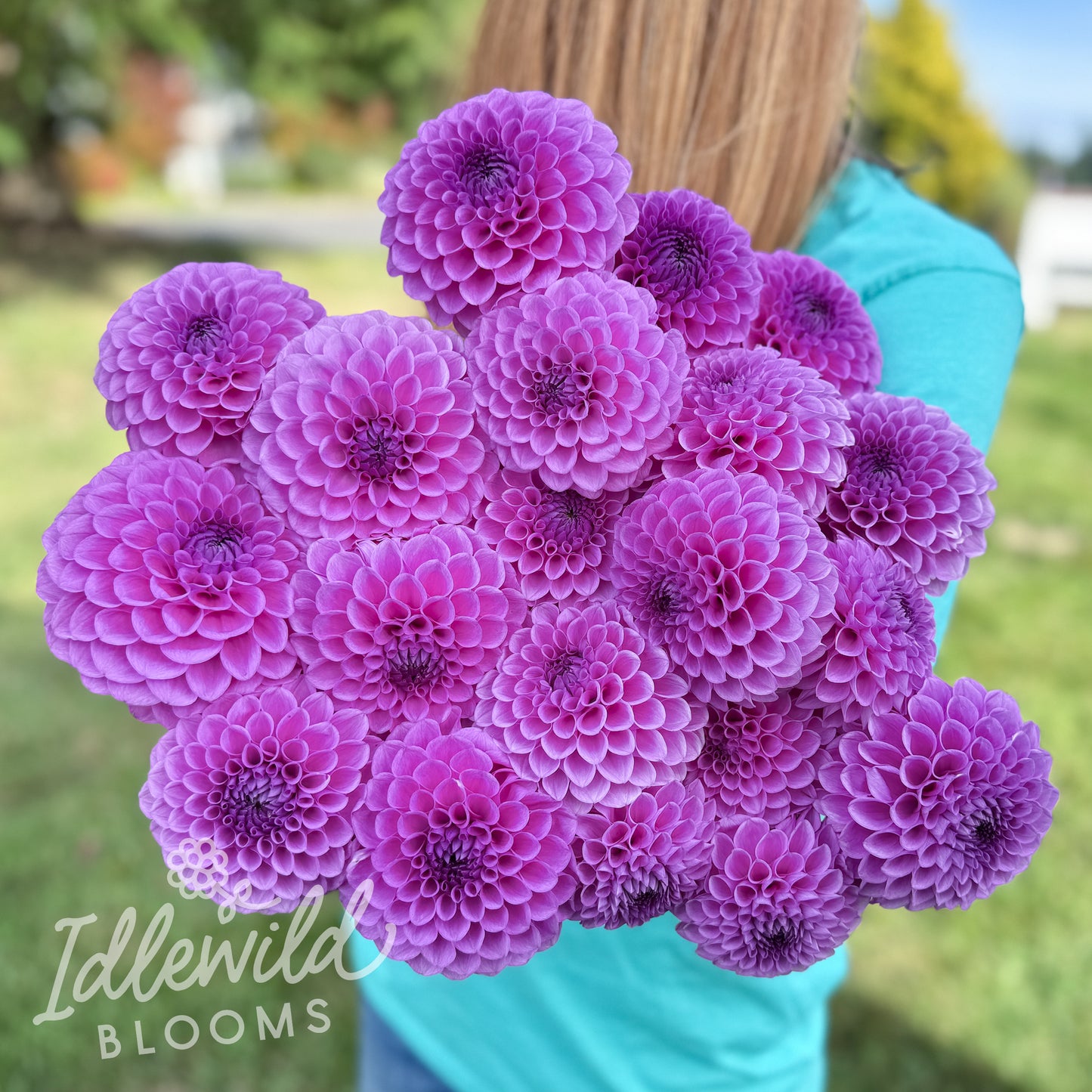 Idlewild Anne's Diamond dahlia tubers, Idlewild Anne's Diamond dahlia bulbs, Idlewild Anne's Diamond dahlia bouquet