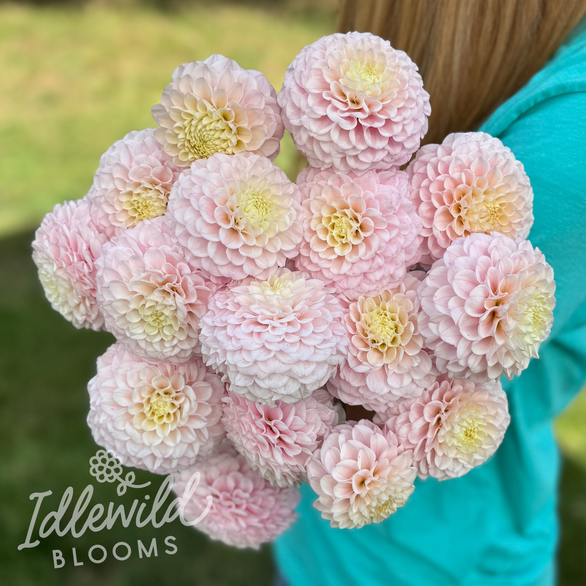 Idlewild Cherub dahlia tubers, Idlewild Cherub dahlia bulbs, Idlewild Cherub dahlia bouquet