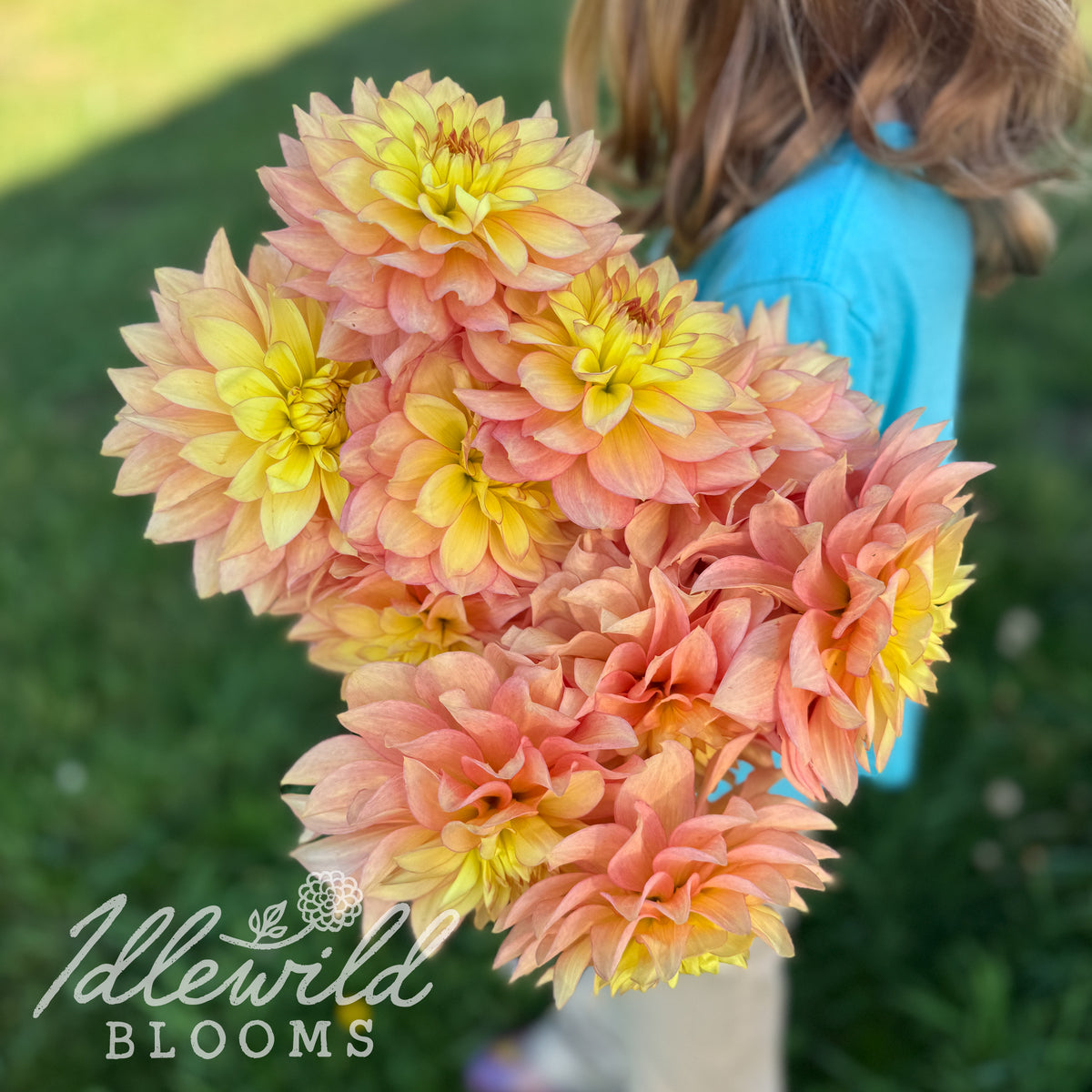 Idlewild Daybreak dahlia tubers