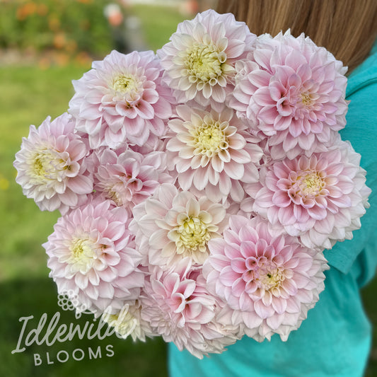 Idlewild Dora dahlia tubers, Idlewild Dora dahlia bulbs, Idlewild Dora dahlia flowers