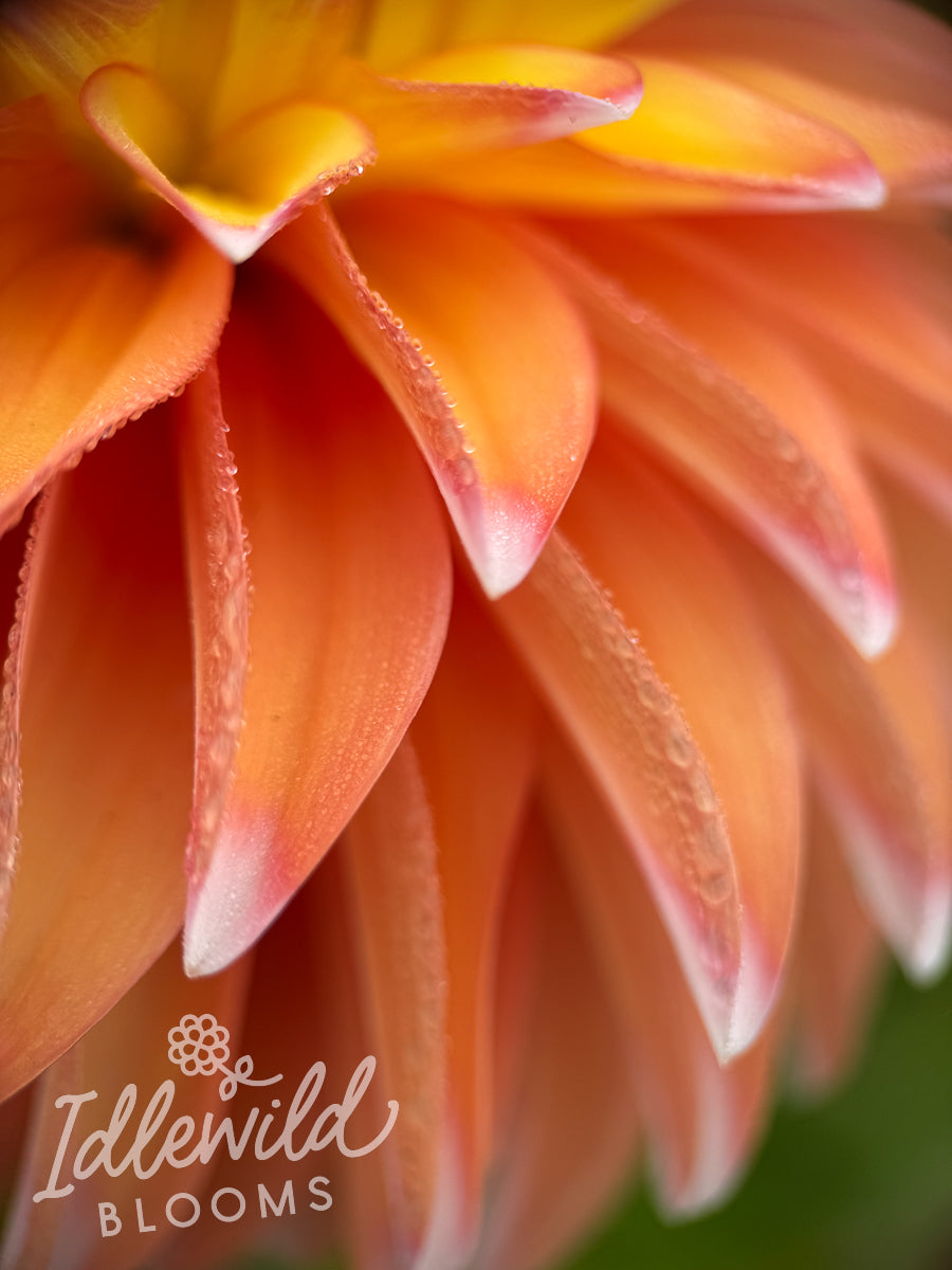 Idlewild Emberlight dahlia flower, Idlewild Emberlight dahlia bulb, Idlewild Emberlight dahlia tuber