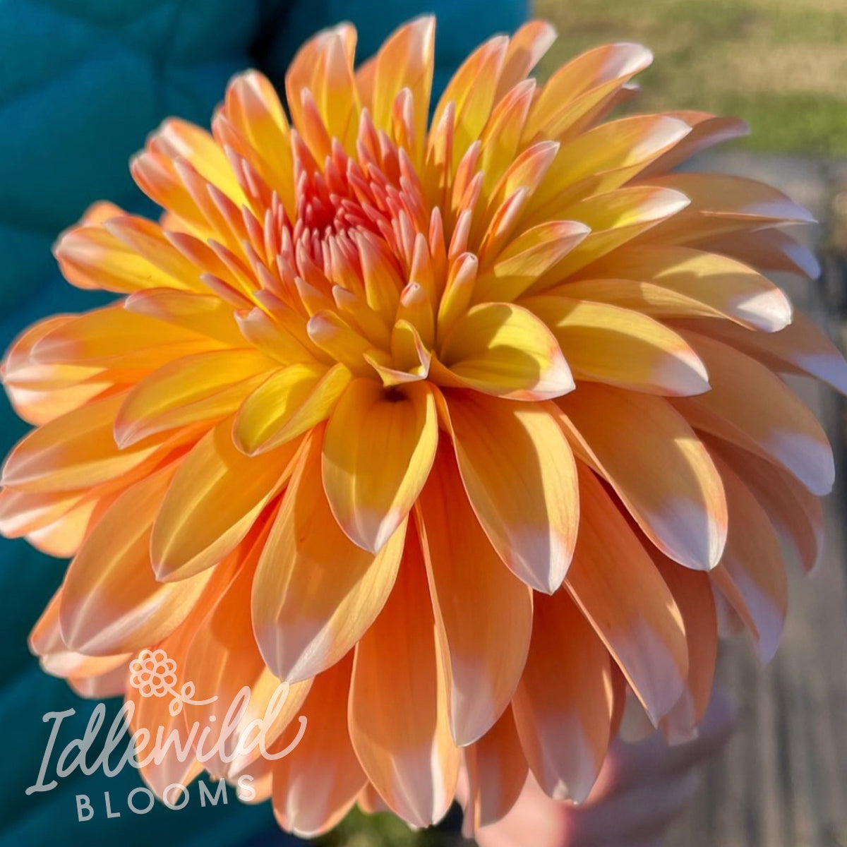 Idlewild Emberlight dahlia tuber, Idlewild Emberlight dahlia bulb, Idlewild Emberlight dahlia flower