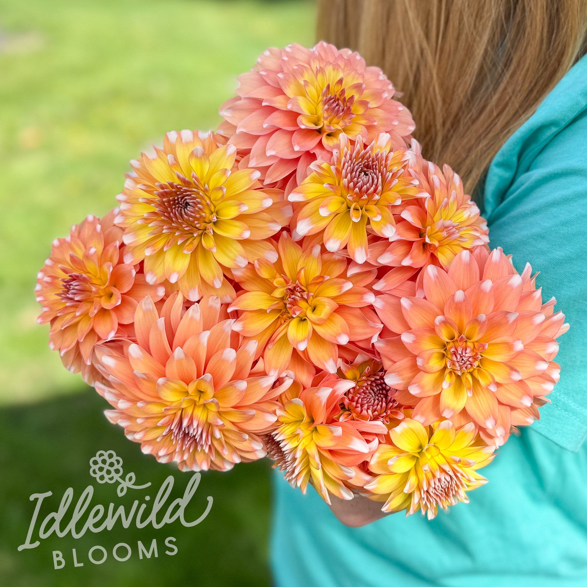 Idlewild Emberlight dahlia tubers, Idlewild Emberlight dahlia bulbs, Idlewild Emberlight dahlia bouquet