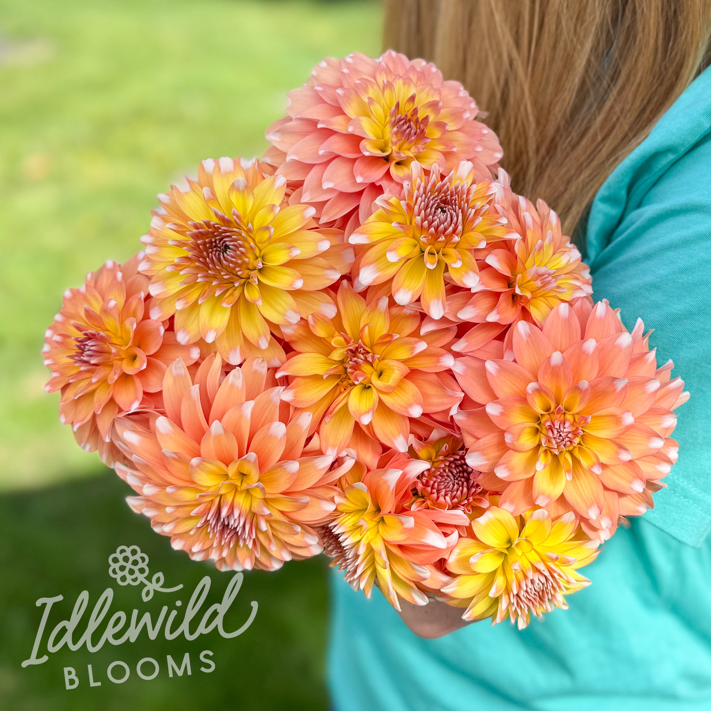 Idlewild Emberlight dahlia tubers, Idlewild Emberlight dahlia bulbs, Idlewild Emberlight dahlia bouquet