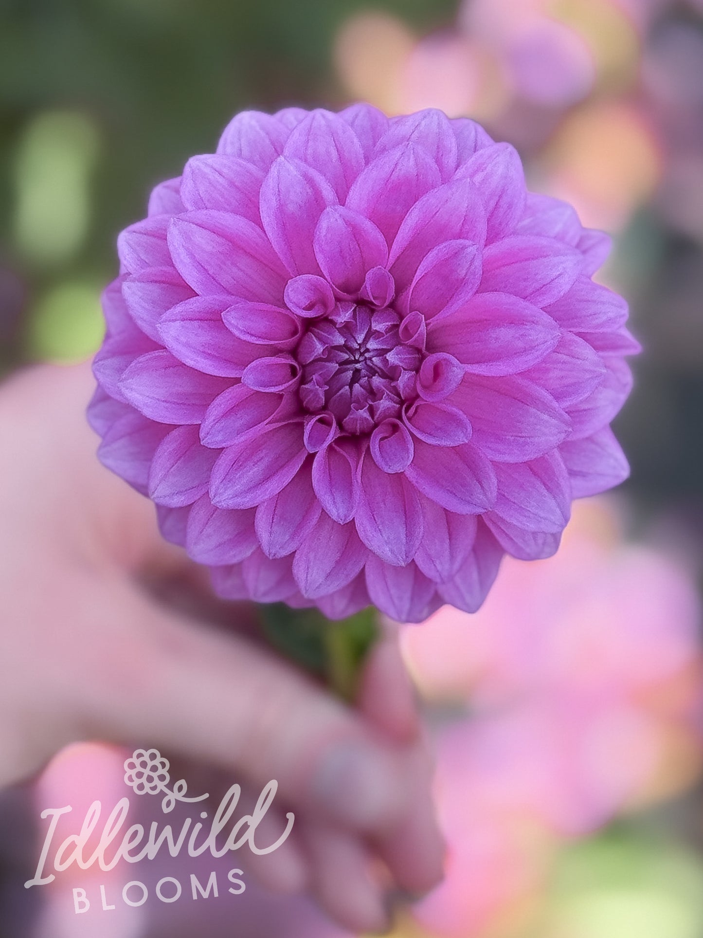 Idlewild Freedom dahlia bulb, Idlewild Freedom dahlia flower, Idlewild Freedom dahlia tuber