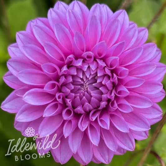 Idlewild Freedom dahlia tuber, Idlewild Freedom dahlia bulb, Idlewild Freedom dahlia flower