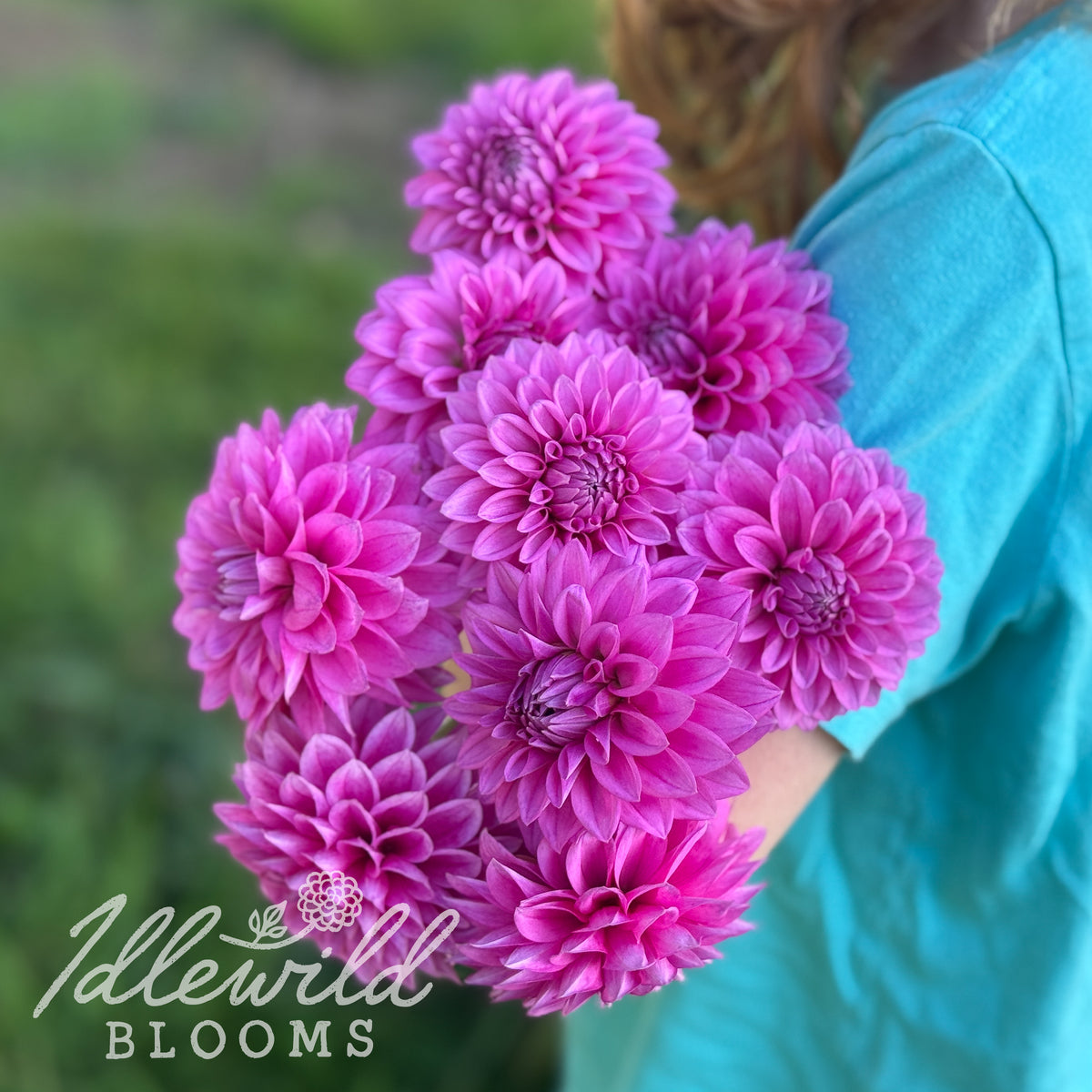 Idlewild Freedom dahlia tubers