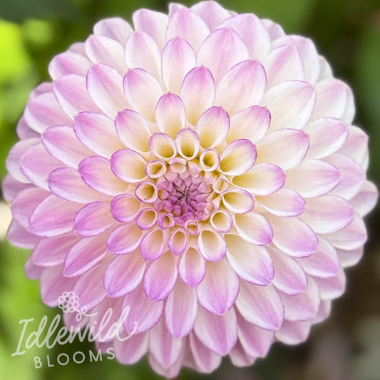 Idlewild Lilac Moon dahlia tuber, Idlewild Lilac Moon dahlia bulb, Idlewild Lilac Moon dahlia flower