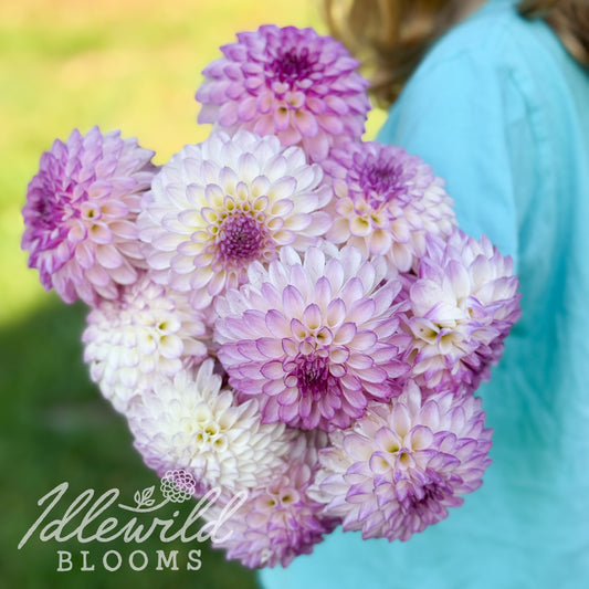 Idlewild Lilac Moon dahlia tubers