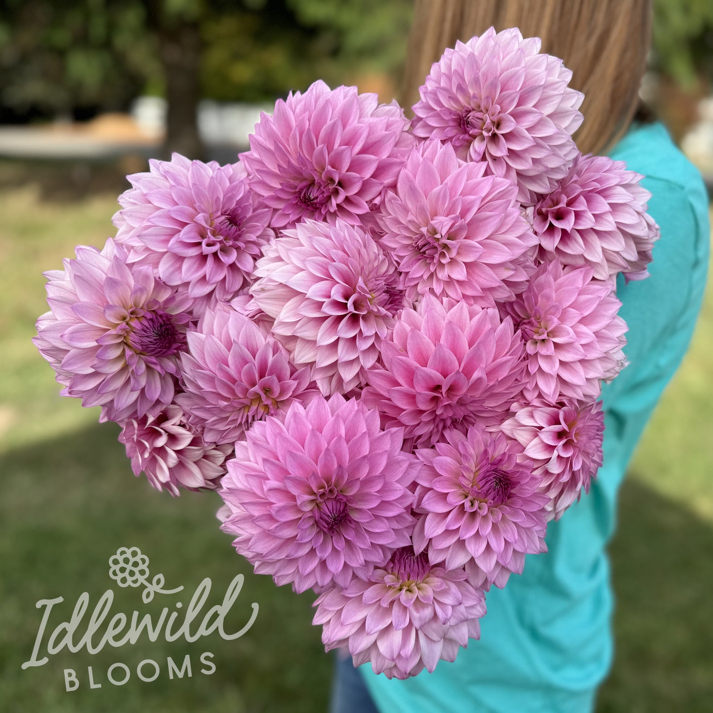 Idlewild Miss Lavendar dahlia tubers, Idlewild Miss Lavendar dahlia bulbs, Idlewild Miss Lavendar dahlia bouquet