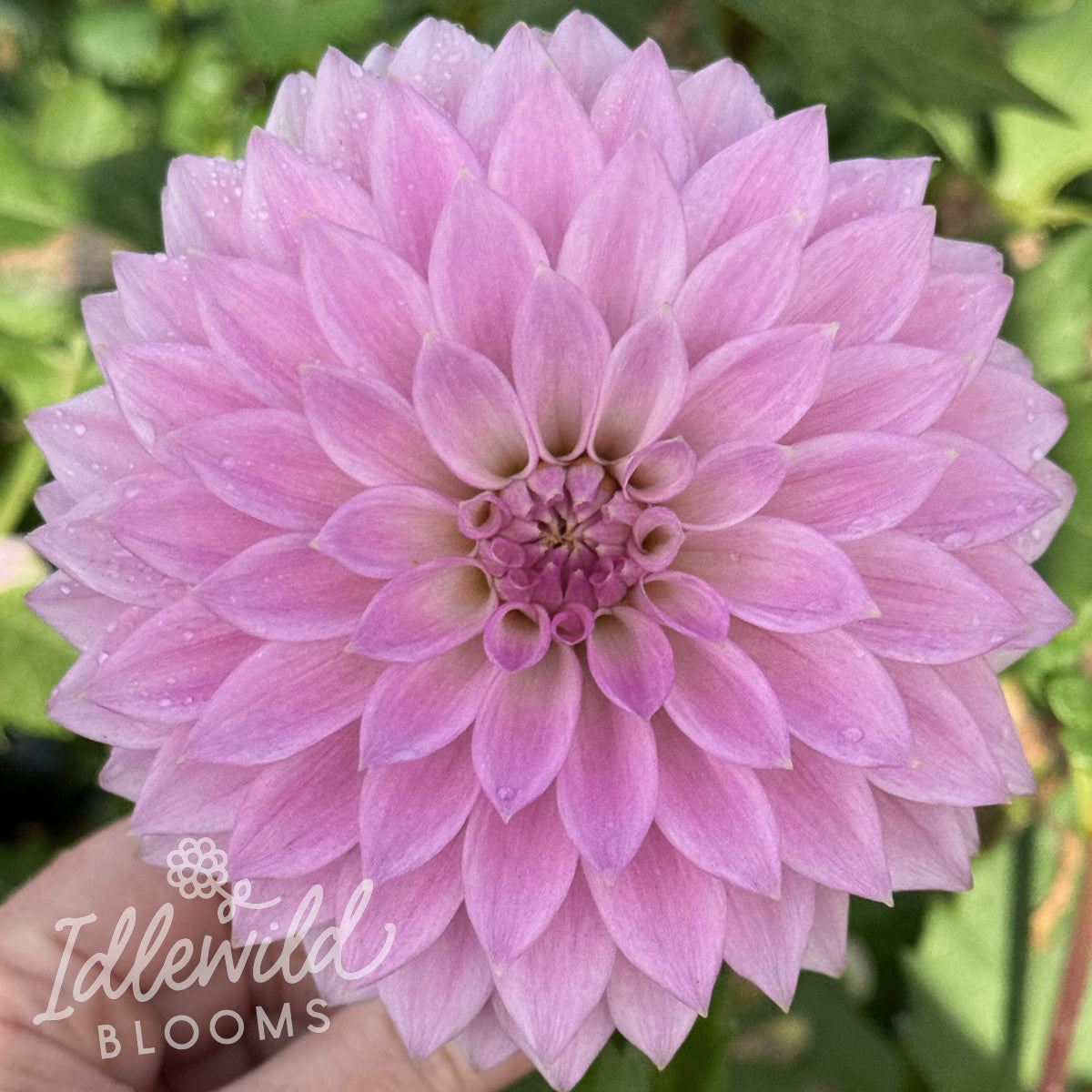 Idlewild Miss Lavendar dahlia tuber, Idlewild Miss Lavendar dahlia bulb, Idlewild Miss Lavendar dahlia flower