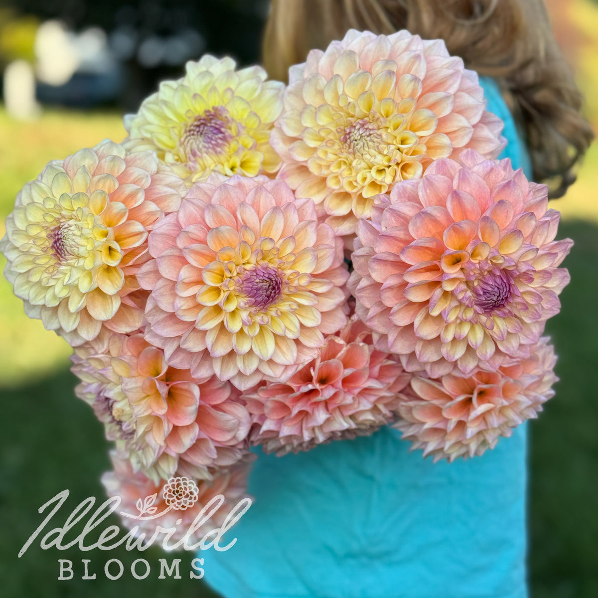 Idlewild Pink Lemonade dahlia tubers