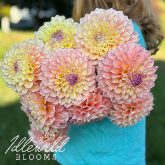 Idlewild Pink Lemonade dahlia tubers