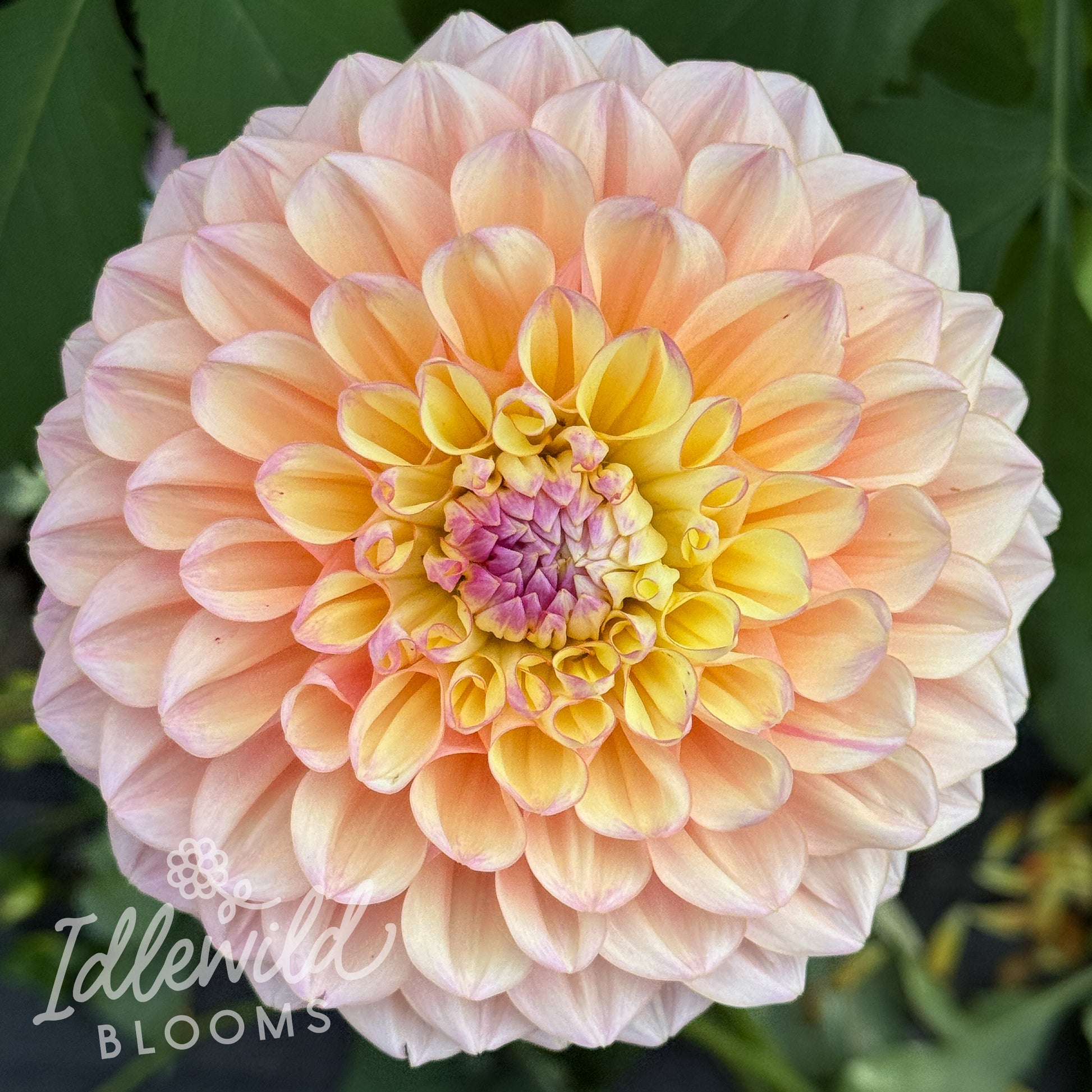 Idlewild Pink Lemonade dahlia tuber, Idlewild Pink Lemonade dahlia bulb, Idlewild Pink Lemonade dahlia flower