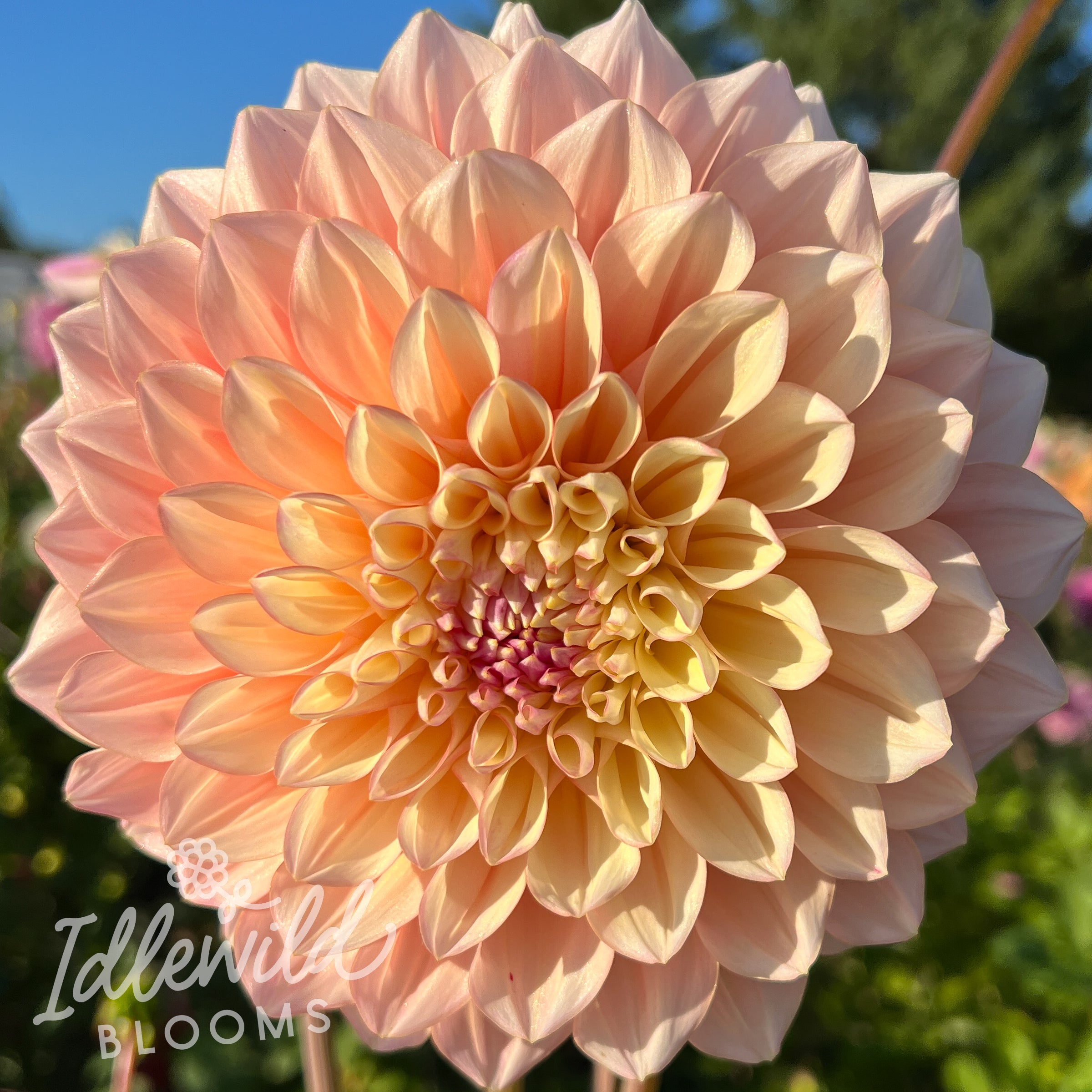 Idlewild Pink Lemonade dahlia tuber, Idlewild Pink Lemonade dahlia bulb, Idlewild Pink Lemonade dahlia flower
