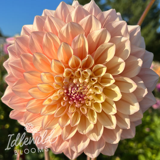Idlewild Pink Lemonade dahlia tuber, Idlewild Pink Lemonade dahlia bulb, Idlewild Pink Lemonade dahlia flower