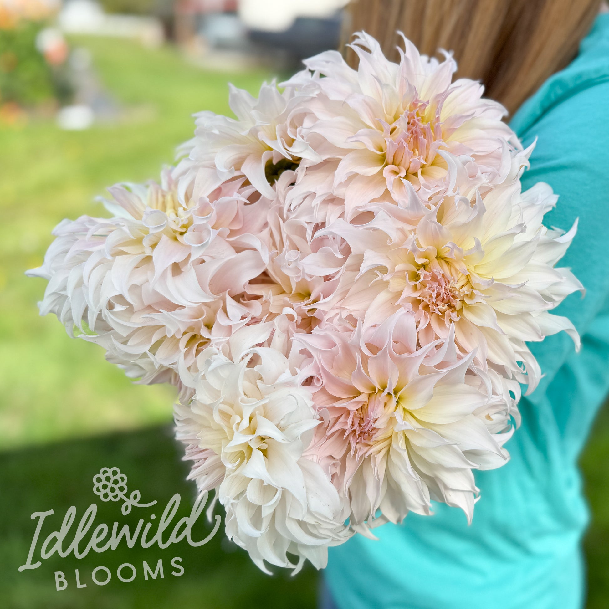 Idlewild Puffed Sleeves dahlia tubers, Idlewild Puffed Sleeves dahlia bulbs, Idlewild Puffed Sleeves dahlia bouquet