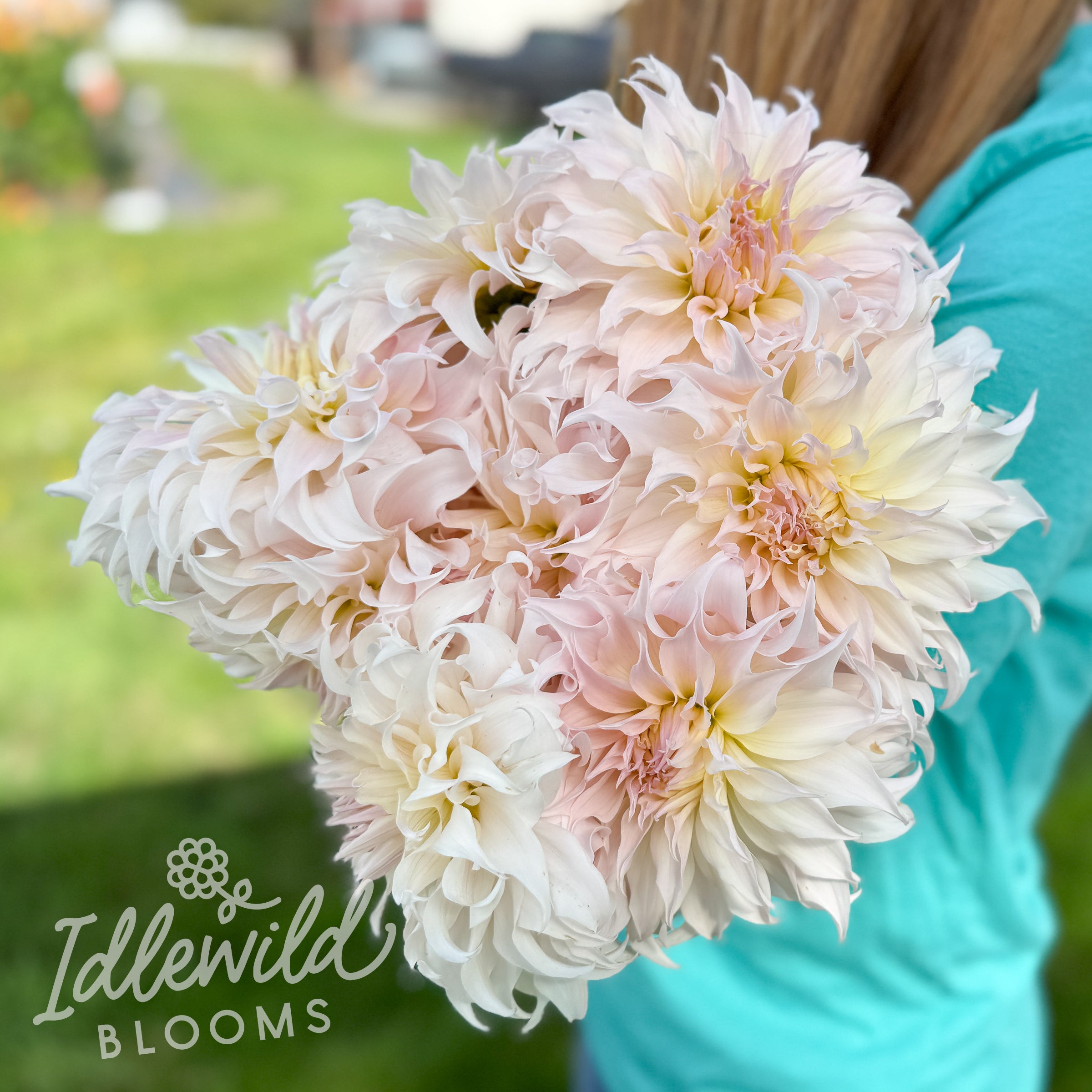 Idlewild Puffed Sleeves dahlia tubers, Idlewild Puffed Sleeves dahlia bulbs, Idlewild Puffed Sleeves dahlia bouquet