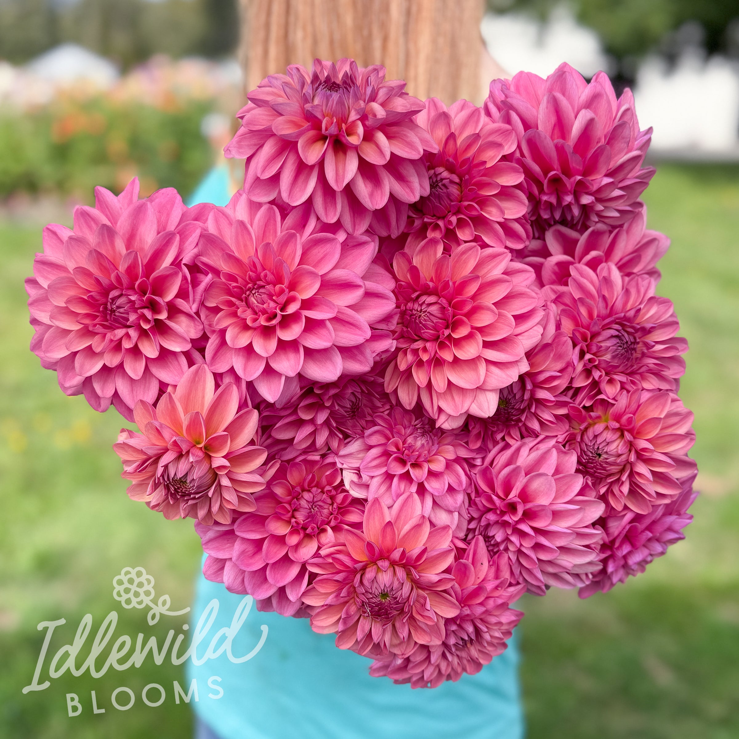 Idlewild Stella LIMIT ONE – Idlewild Blooms