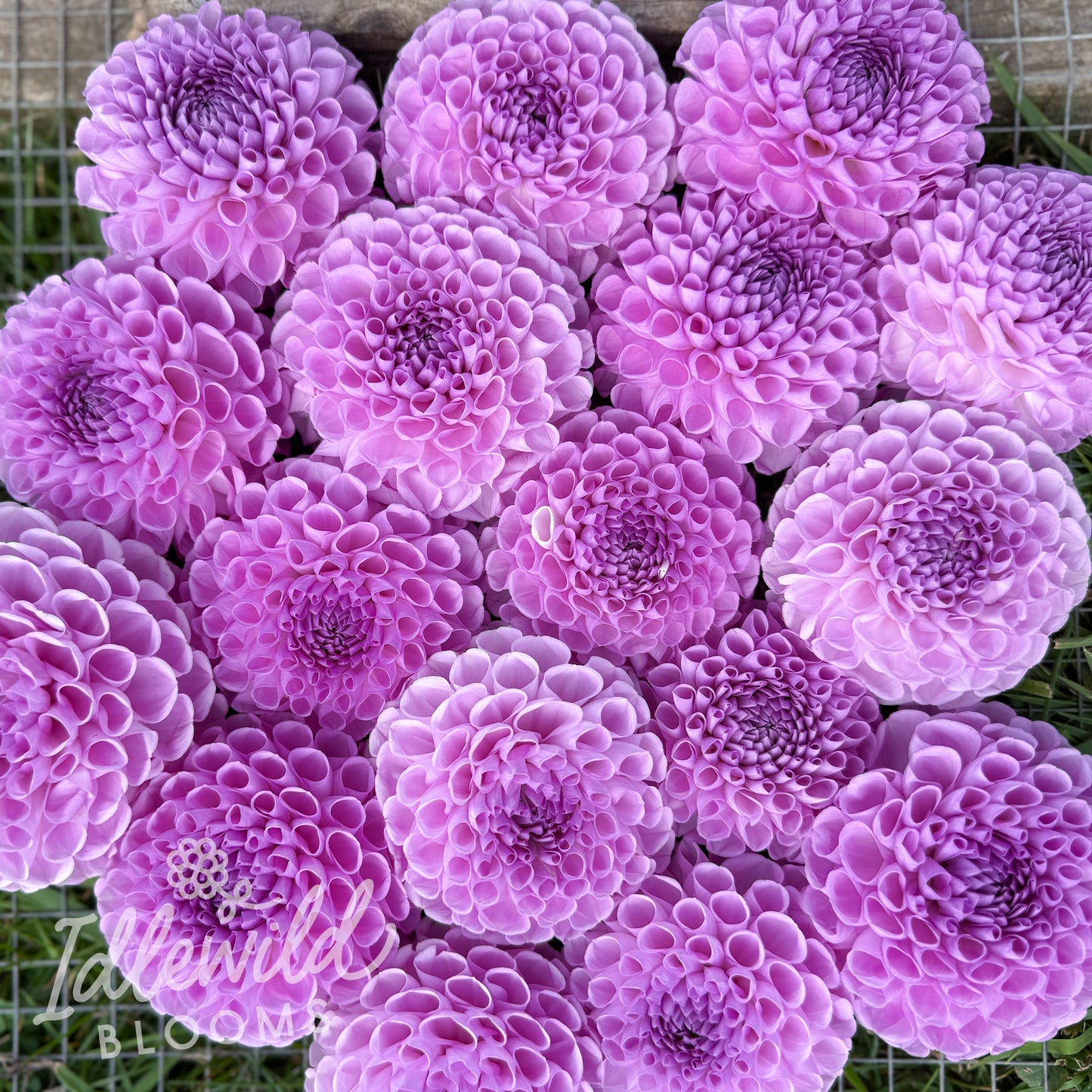 Idlewild Thistle Tuft dahlia bulbs, Idlewild Thistle Tuft dahlia bouquet, Idlewild Thistle Tuft dahlia tubers