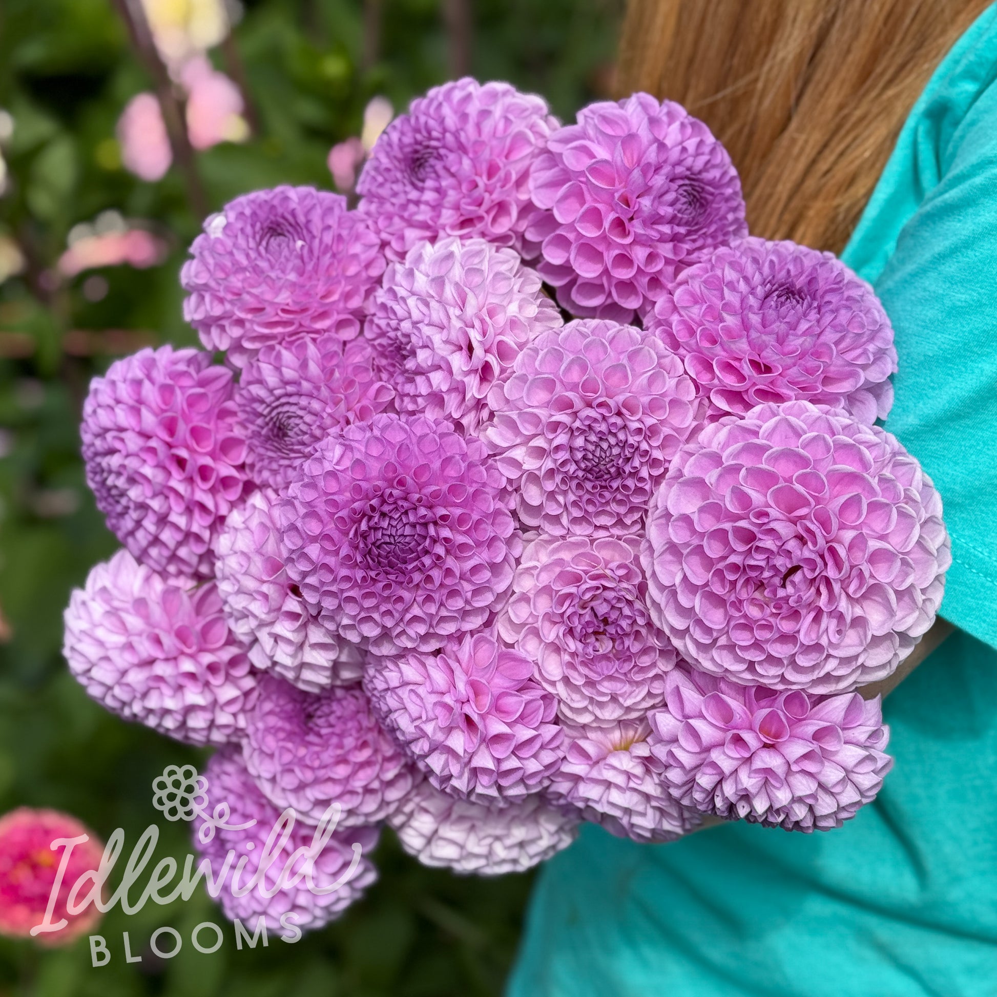 Idlewild Thistle Tuft dahlia tubers, Idlewild Thistle Tuft dahlia bulbs, Idlewild Thistle Tuft dahlia flowers