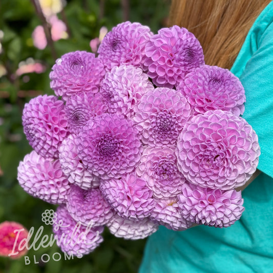 Idlewild Thistle Tuft dahlia tubers, Idlewild Thistle Tuft dahlia bulbs, Idlewild Thistle Tuft dahlia flowers
