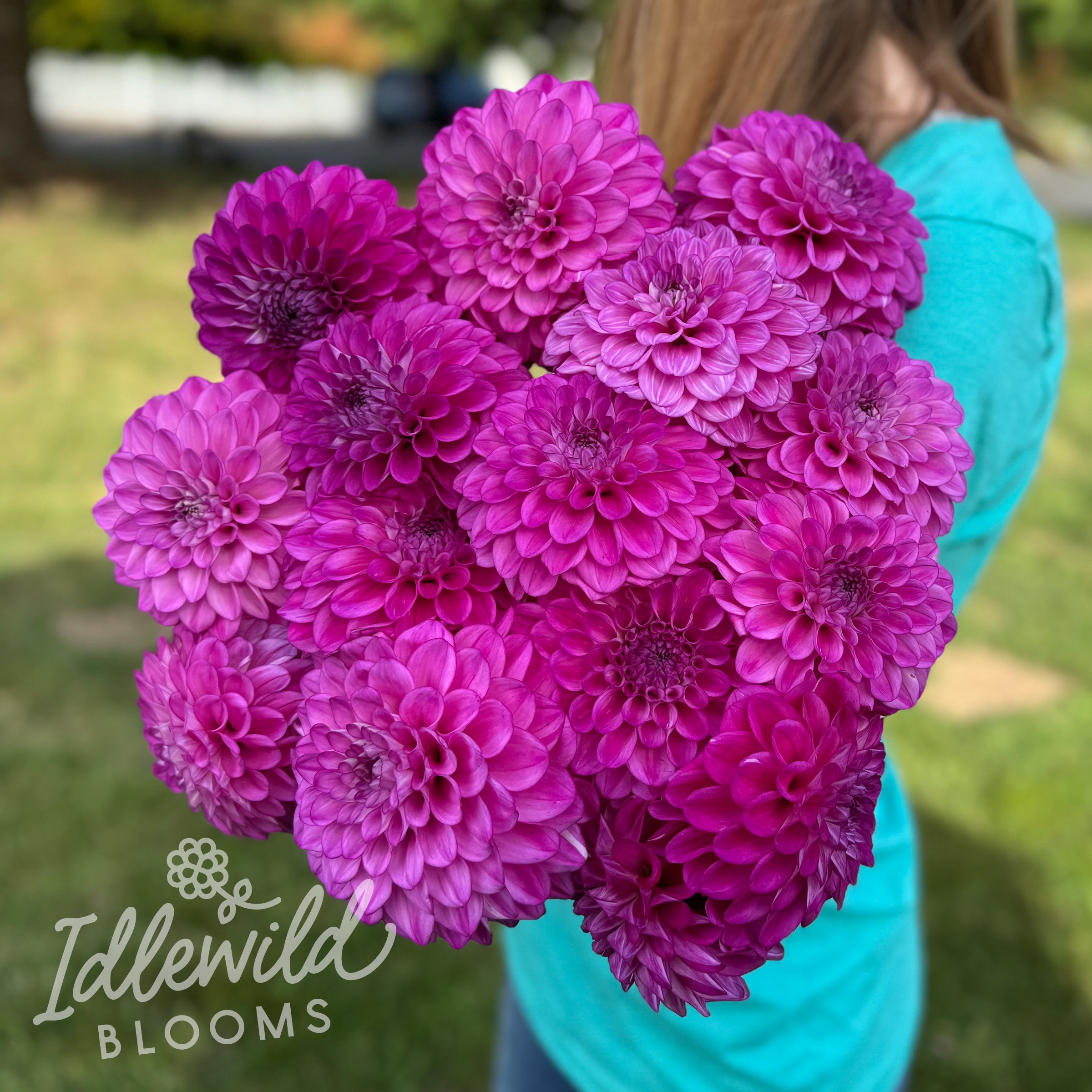 Idlewild Violetta dahlia tubers, Idlewild Violetta dahlia bulbs, Idlewild Violetta dahlia bouquet