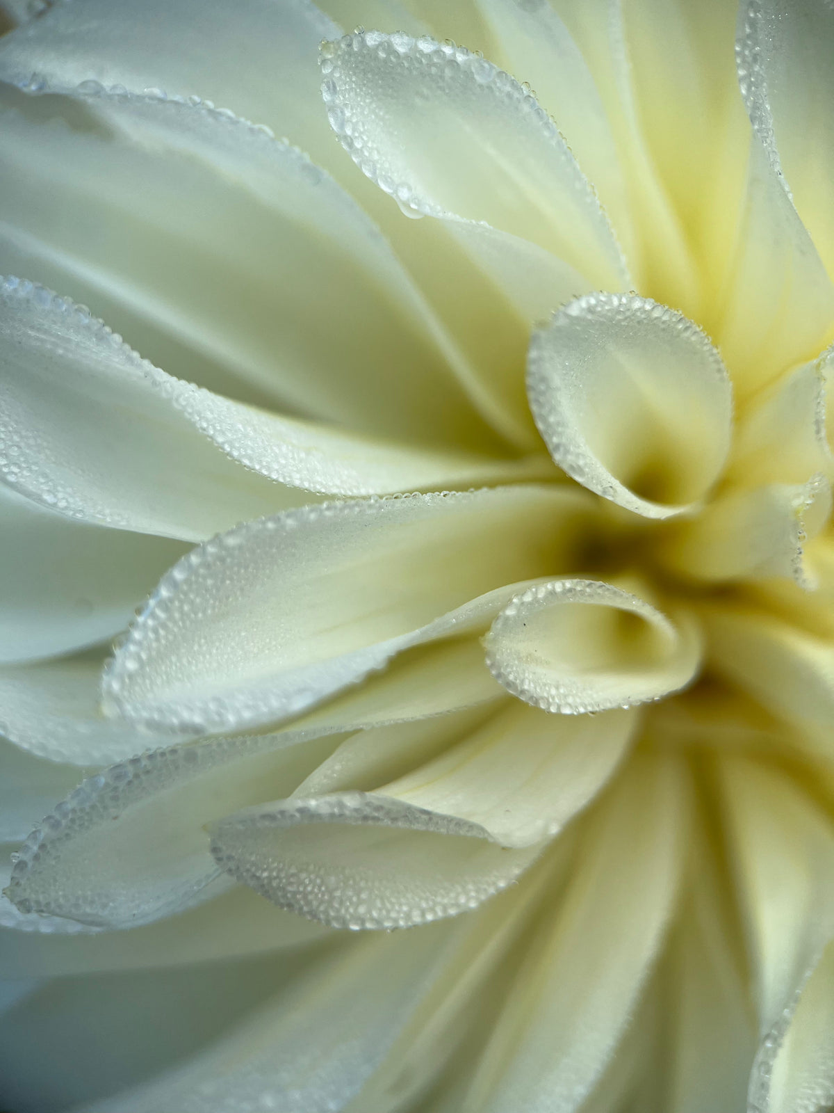 Korb River Bend Jean Dahlia Tuber | Korb River Bend Jean Flower Bulb ...