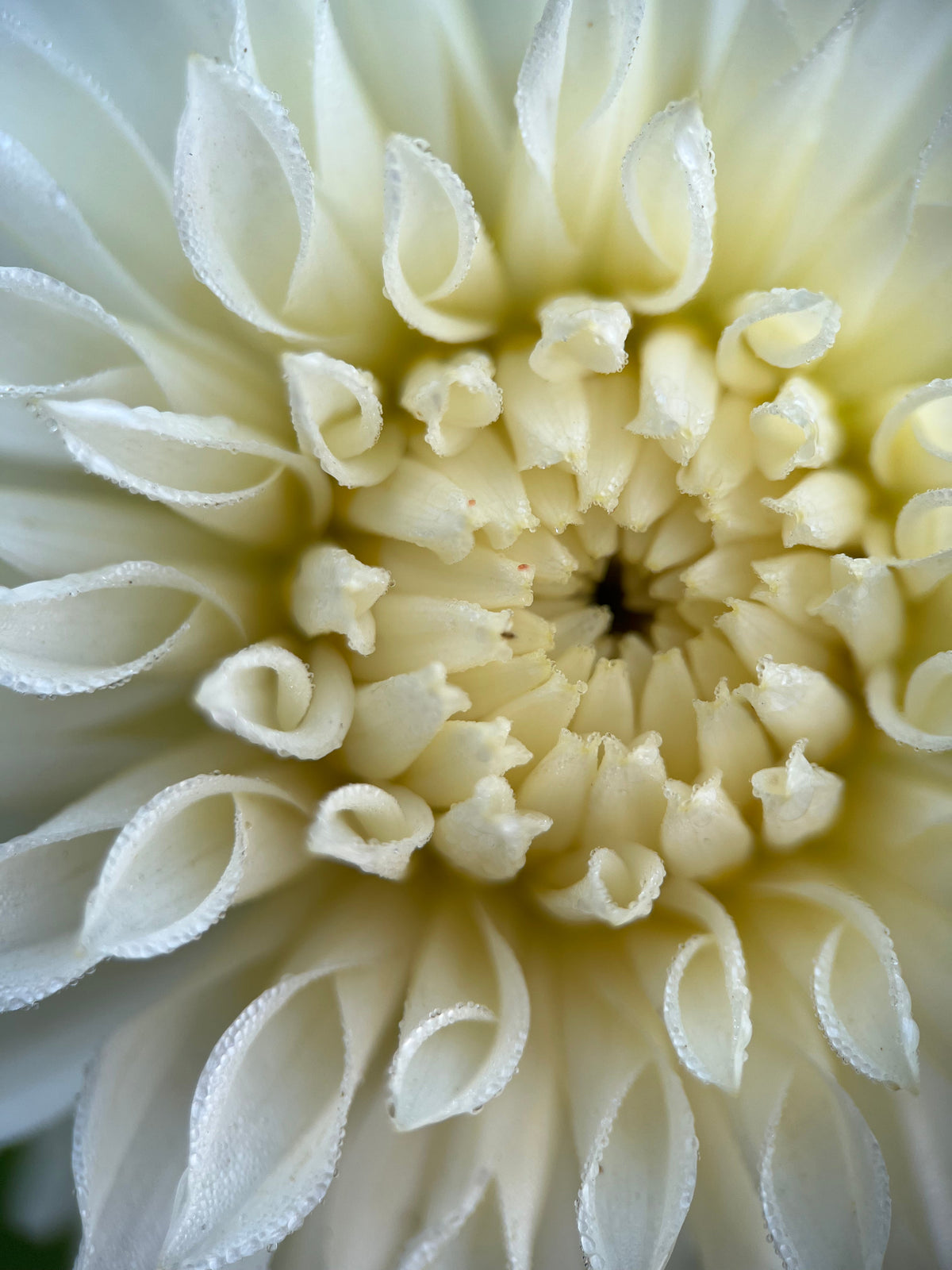 Korb River Bend Jean Dahlia Tuber | Korb River Bend Jean Flower Bulb ...