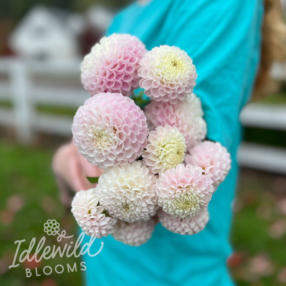 Irish Candy dahlia bouquet, Irish Candy dahlia tubers, Irish Candy dahlia flowers