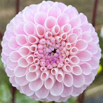 Irish Candy dahlia tuber, Irish Candy dahlia bulb, Irish Candy dahlia flower