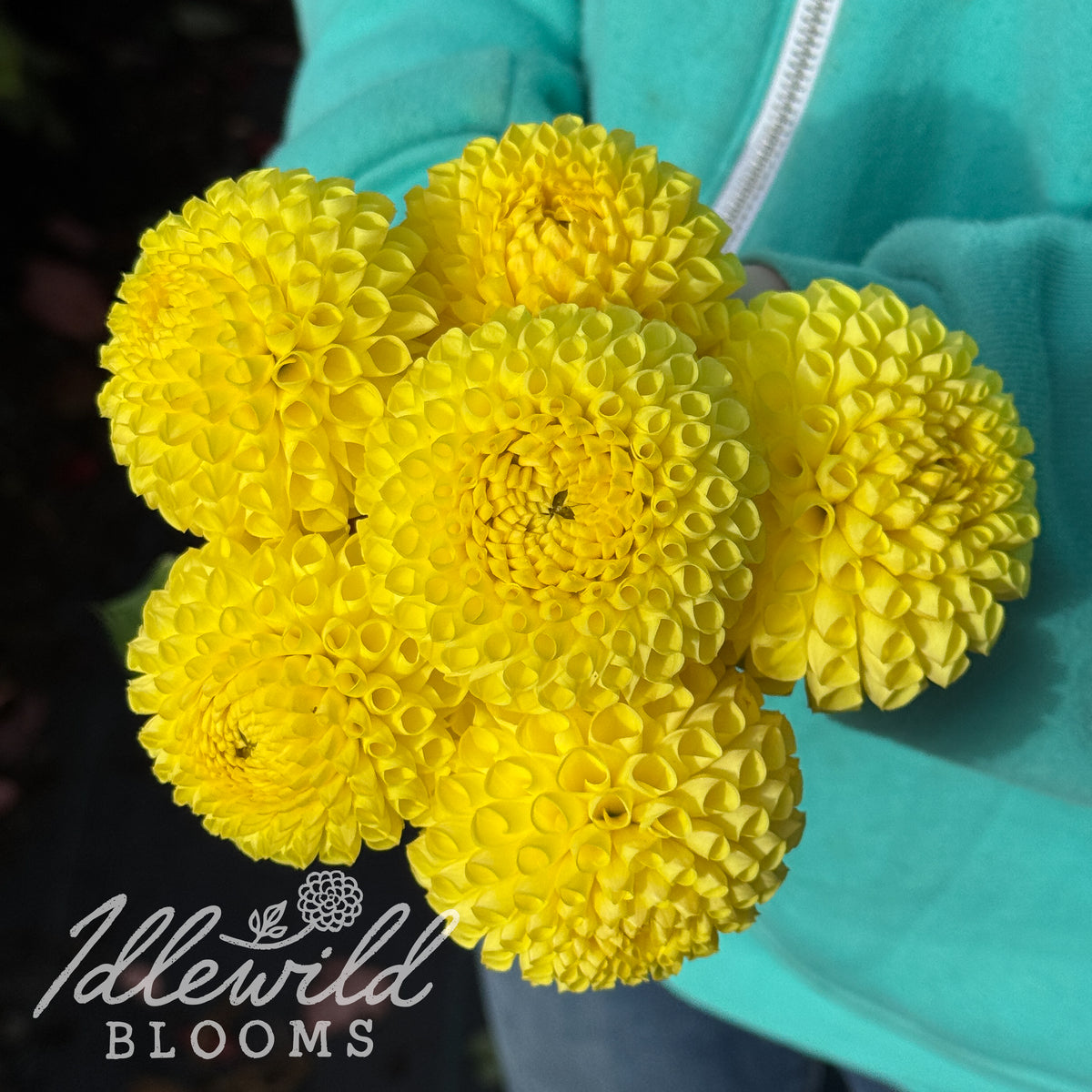 Irish Delight dahlia tubers. This yellow, miniature ball, 2" to 3.5" dahlia was introduced by Steve &amp; Sandy Boley in 2021.
